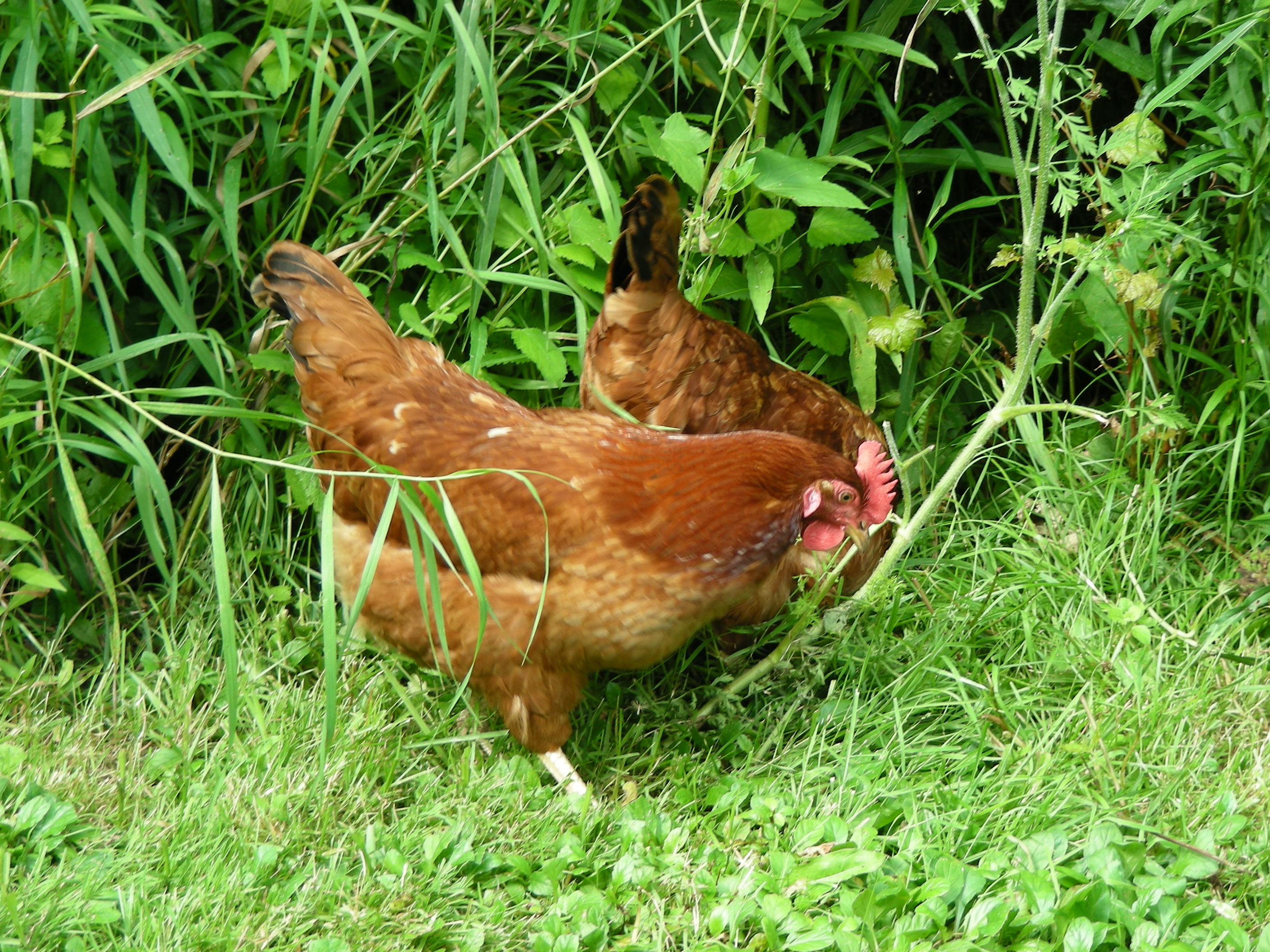 chickens eating organically