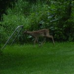 young fawn in backyard