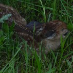 recently born fawn in grass on rainy day