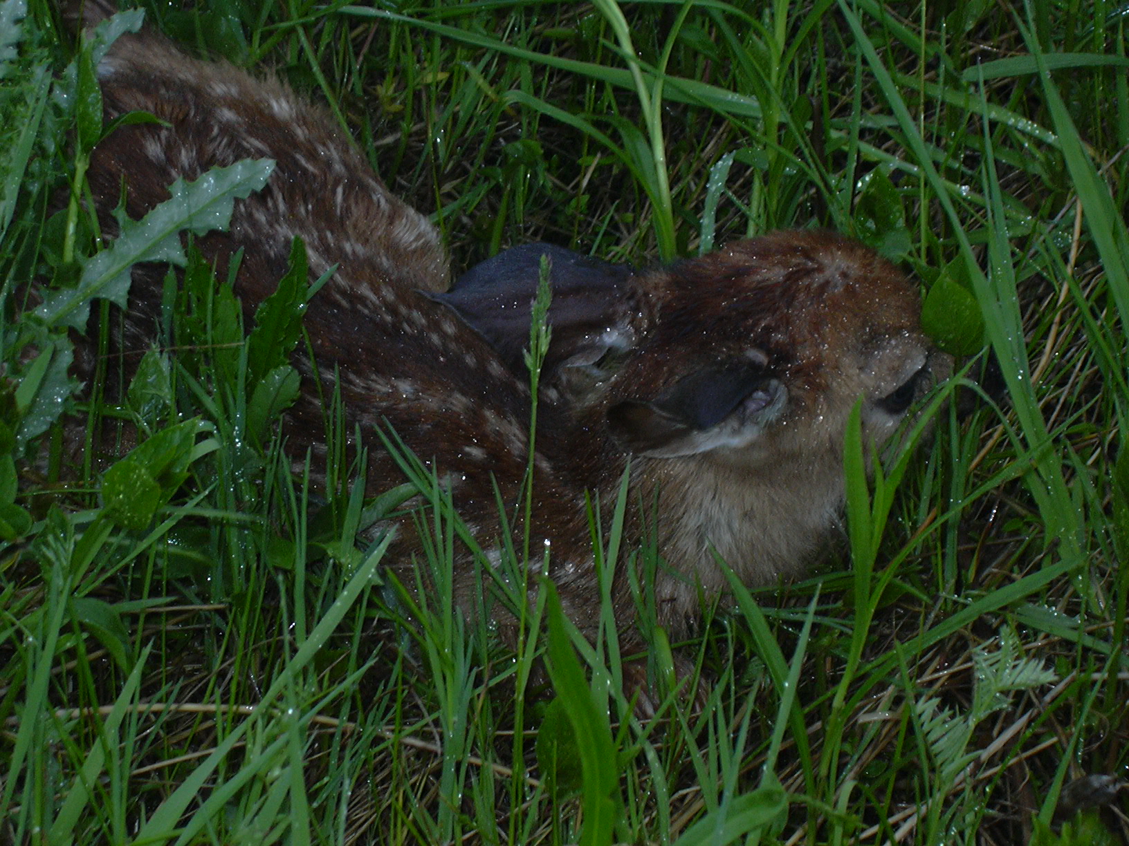 recently born fawn in grass on rainy day